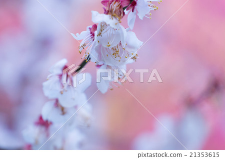 Plum blossoms in spring full bloom Plum blossoms in spring full bloom 21353615