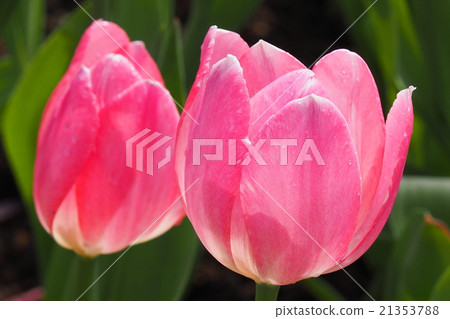Beautiful tulips Beautiful tulips 21353788