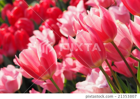Beautiful tulips Beautiful tulips 21353807