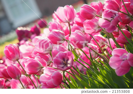 Beautiful tulips Beautiful tulips 21353808