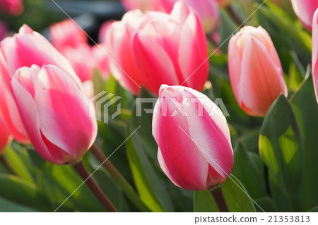 Beautiful tulips Beautiful tulips 21353813