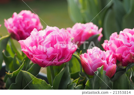 Beautiful tulips Beautiful tulips 21353814