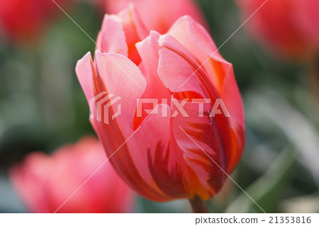 Beautiful tulips Beautiful tulips 21353816
