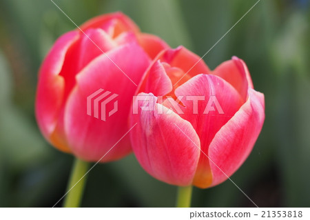 Beautiful tulips Beautiful tulips 21353818