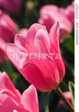 Beautiful tulips Beautiful tulips 21353825