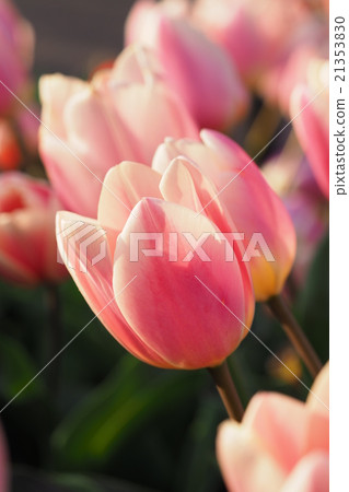 Beautiful tulips Beautiful tulips 21353830