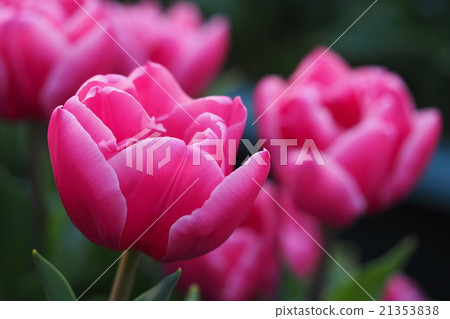 Beautiful tulips Beautiful tulips 21353838