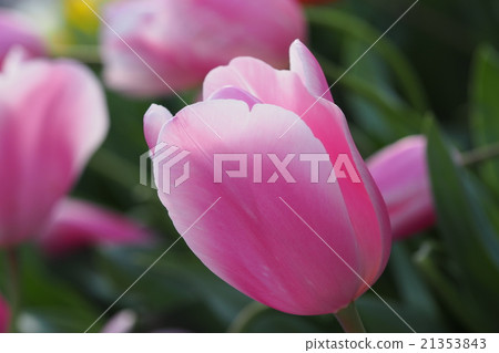 Beautiful tulips Beautiful tulips 21353843