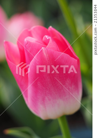 Beautiful tulips Beautiful tulips 21353844