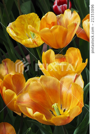 Beautiful tulips Beautiful tulips 21353896