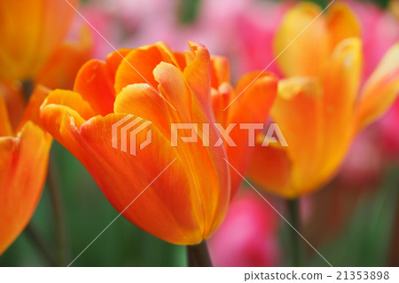 Beautiful tulips Beautiful tulips 21353898