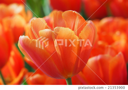Beautiful tulips Beautiful tulips 21353900