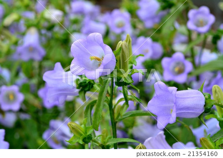 Campanula Campanula 21354160