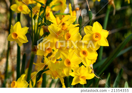 Kizuysen Kizuysen 21354355
