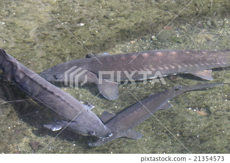Sturgeon Sturgeon 21354573