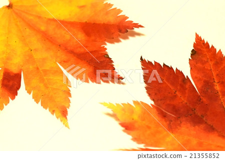 A colored maple A colored maple 21355852