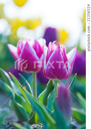 Tulip 21356524