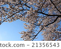 Cherry Blossoms   21356543