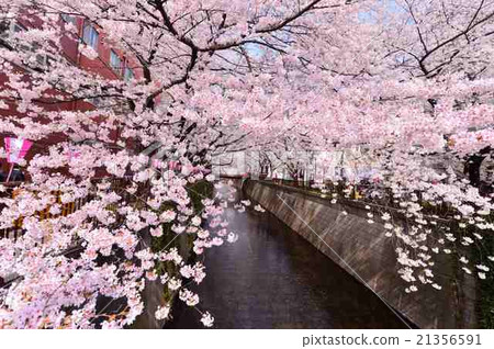 Meguro River sakura Meguro River sakura 21356591