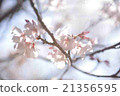 櫻花② 21356595