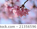 櫻花③ 21356596