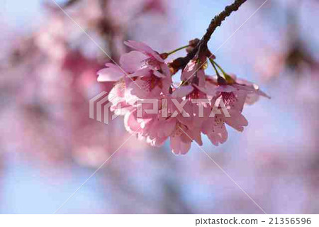 櫻花③ 櫻花③ 21356596