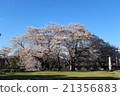 Cherry tree  21356883