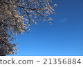 Sakura and sky 21356884