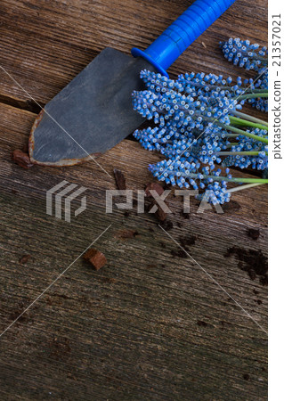 hyacinth  and shovel  21357021