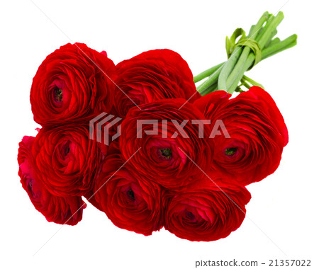 red ranunculus flowers 21357022