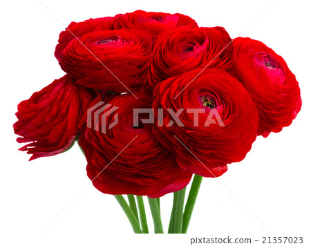 red ranunculus flowers 21357023