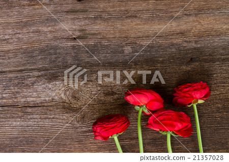 red ranunculus flowers red ranunculus flowers 21357028