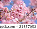 櫻花④ 21357052