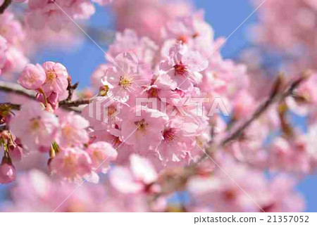 sakura ④ sakura ④ 21357052