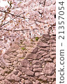 Kaizu城堡的春天② 21357054