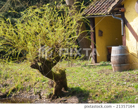 tree in spring tree in spring 21357164
