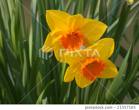 flowers flowers 21357165