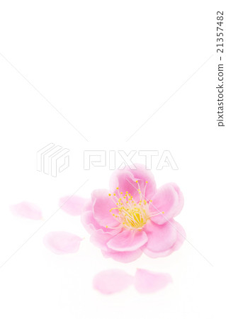 Petal of plum blossoms 21357482