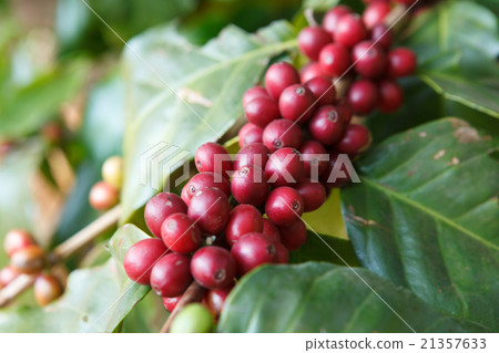 Coffee beans ripening on tree in North of thailand Coffee beans ripening on tree in North of thailand 21357633