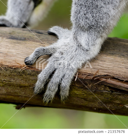 ring-tailed lemur (lemur catta) 21357676