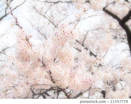 [Sakura] Bright spring 21357779