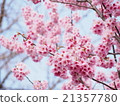 [櫻花]粉色櫻花 21357780