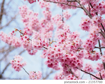 [Sakura] Pink cherry blossom 21357780