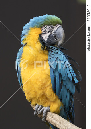 Ruri Macawo Ruri Macawo 21358043