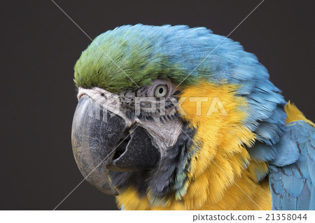 Ruri Macawo Ruri Macawo 21358044