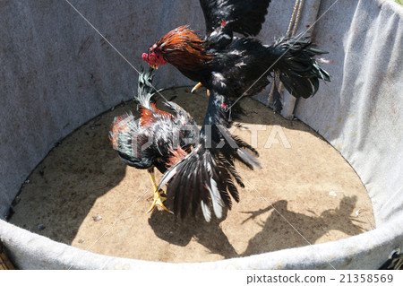 A cockfight 21358569