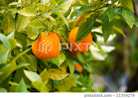 Valencia Orange 21359279