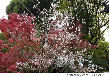 Akayama Zen paper Cold cherry tree and autumn leaves 21359319