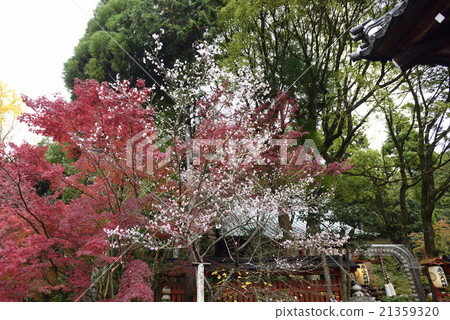 Akayama Zen paper冷櫻桃樹和秋天的落葉 Akayama Zen paper冷櫻桃樹和秋天的落葉 21359320