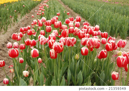 Red and white tulip field (Tonami-shi, Toyama-ken) 21359349